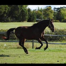 Pura Raza Española • Menta CV • 