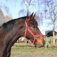 Pura Raza Española • Menta CV • 