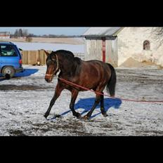 Pura Raza Española • Menta CV • 