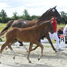 Dansk Varmblod Perfect match senator