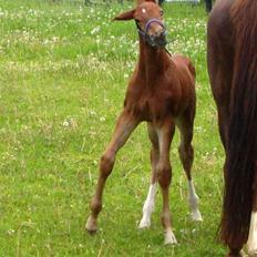 Dansk Varmblod Perfect match senator