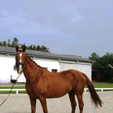 Hannoveraner Die wariness