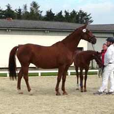 Hannoveraner Die wariness