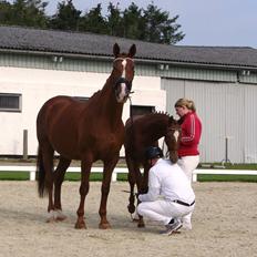 Hannoveraner Die wariness