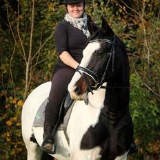 Pinto Shamrocks Summer Sunshine