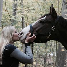 Dansk Varmblod Fighter