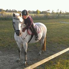 New Forest Dalens Bella