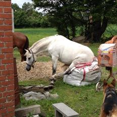 New Forest Dalens Bella