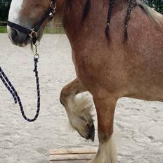 Irish Cob King Romany Vanner