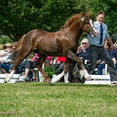 Welsh Pony af Cob-type (sec C) Brimstone Dylan