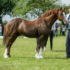 Welsh Pony af Cob-type (sec C) Brimstone Dylan