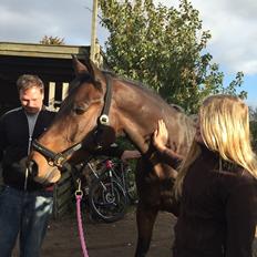 Holstener Heineken Himmelhest