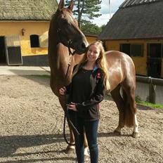 Anden særlig race Fox (Hidalgo) 