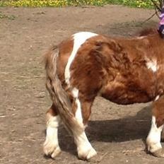 Shetlænder Lønagergårdens Tarzan SOLGT