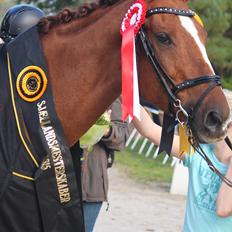 Trakehner Catwalk