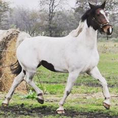 Pinto Randrupmølles Grace Kelly