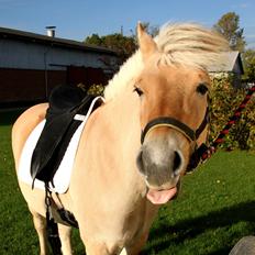 Fjordhest Fønix Frede [Tidl. part]