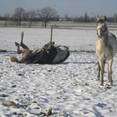 Anden særlig race William S [Kun et minde]