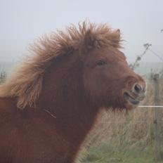 Islænder Litla Saga fra Østervang