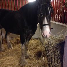 Clydesdale Lady Rose