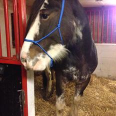 Clydesdale Lady Rose