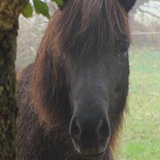 Islænder Fina fra Døesbæk