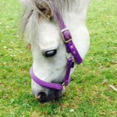 Welsh Mountain (sec A) Liljelunds Annabell