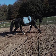 Oldenborg Pandora Noir