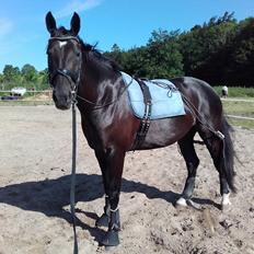 Oldenborg Pandora Noir