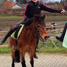 Anden særlig race Joy