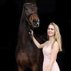 Dansk Varmblod Demi af Hedensminde