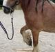 Irish Cob King Romany Vanner