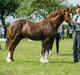 Welsh Pony af Cob-type (sec C) Brimstone Dylan