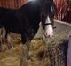 Clydesdale Lady Rose