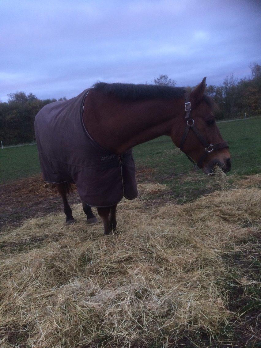 Anden særlig race Sebastian - Hyggeri.... :-) billede 4