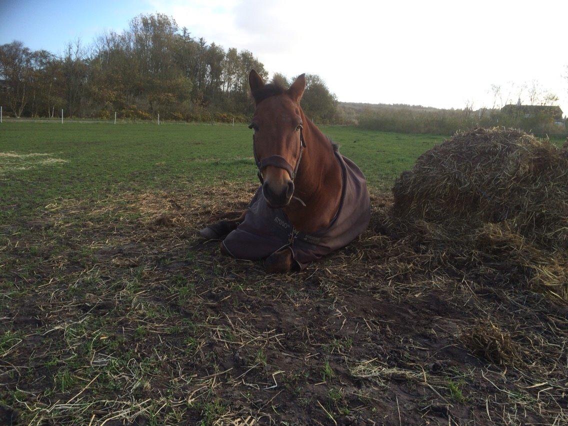 Anden særlig race Sebastian - Dejligt at se han allerede er tryg i flokken <3 billede 3