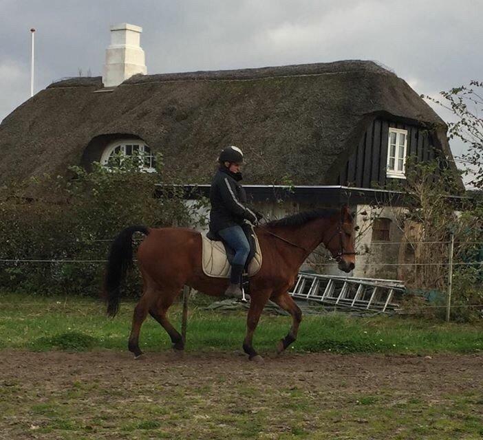 Anden særlig race Sebastian billede 6