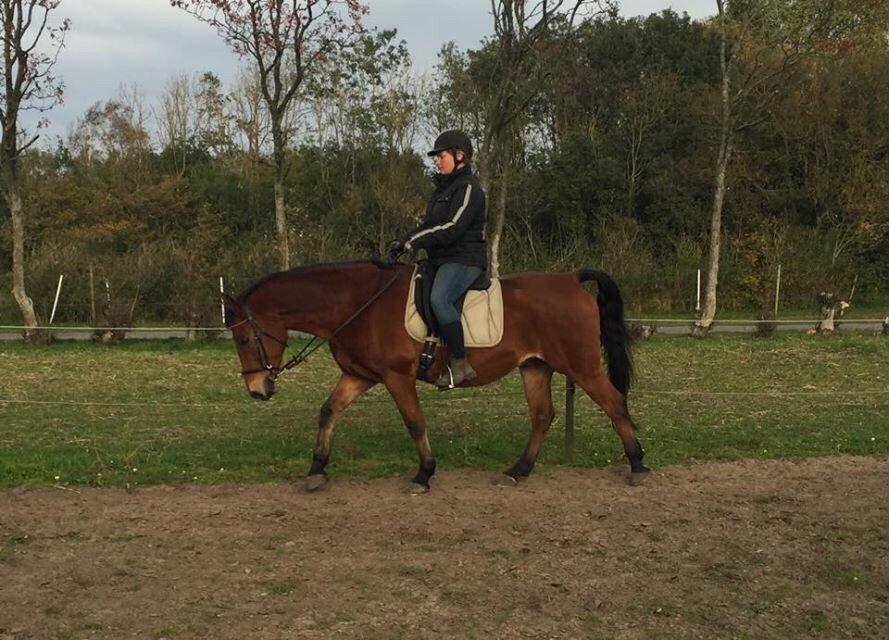 Anden særlig race Sebastian billede 8