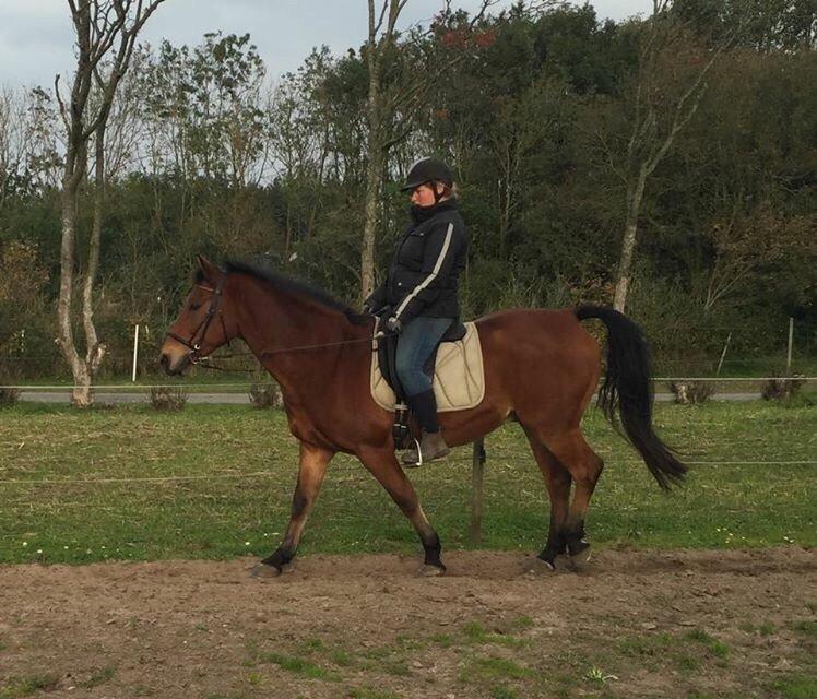 Anden særlig race Sebastian billede 9