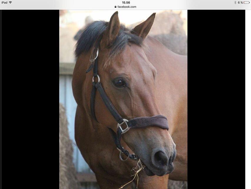Anden særlig race Sebastian - Billede lånt af Susanne Madsen, forrige ejer. billede 1