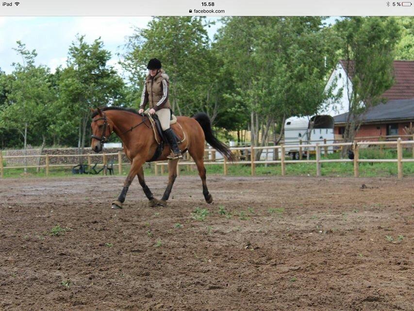 Anden særlig race Sebastian - Billede lånt af Susanne Madsen, forrige ejer billede 10