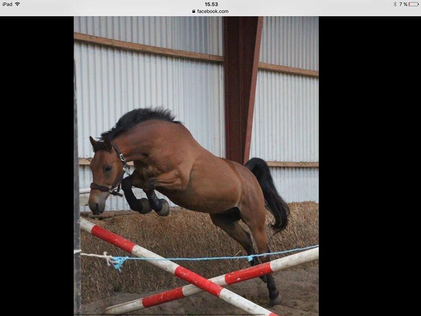 Anden særlig race Sebastian - Billede lånt af Susanne Madsen, forrige ejer billede 11
