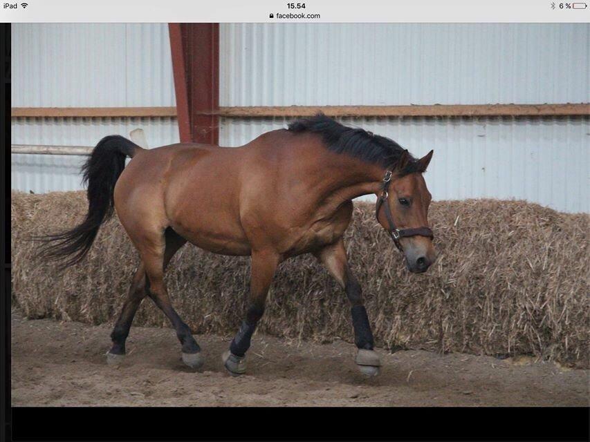 Anden særlig race Sebastian - Billede lånt af Susanne Madsen, forrige ejer billede 12