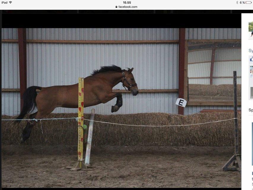 Anden særlig race Sebastian - Billede lånt af Susanne Madsen, forrige ejer billede 13