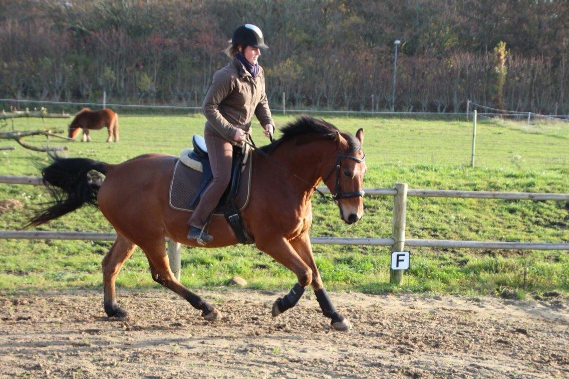 Anden særlig race Sebastian - Billede lånt af Susanne Madsen, forrige ejer billede 14