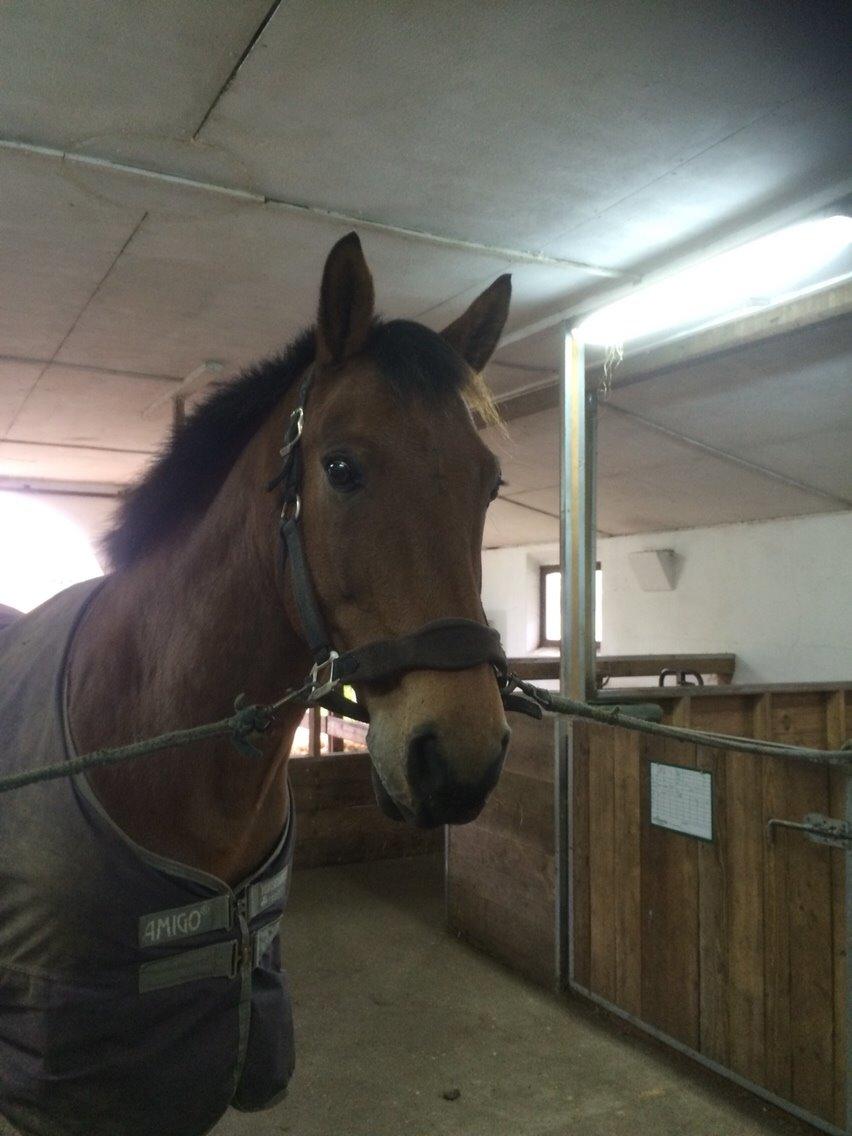 Anden særlig race Sebastian - Mit allerførste billede af Sebastian, den dag jeg var ude og se ham hos Heidi Nielsen billede 2