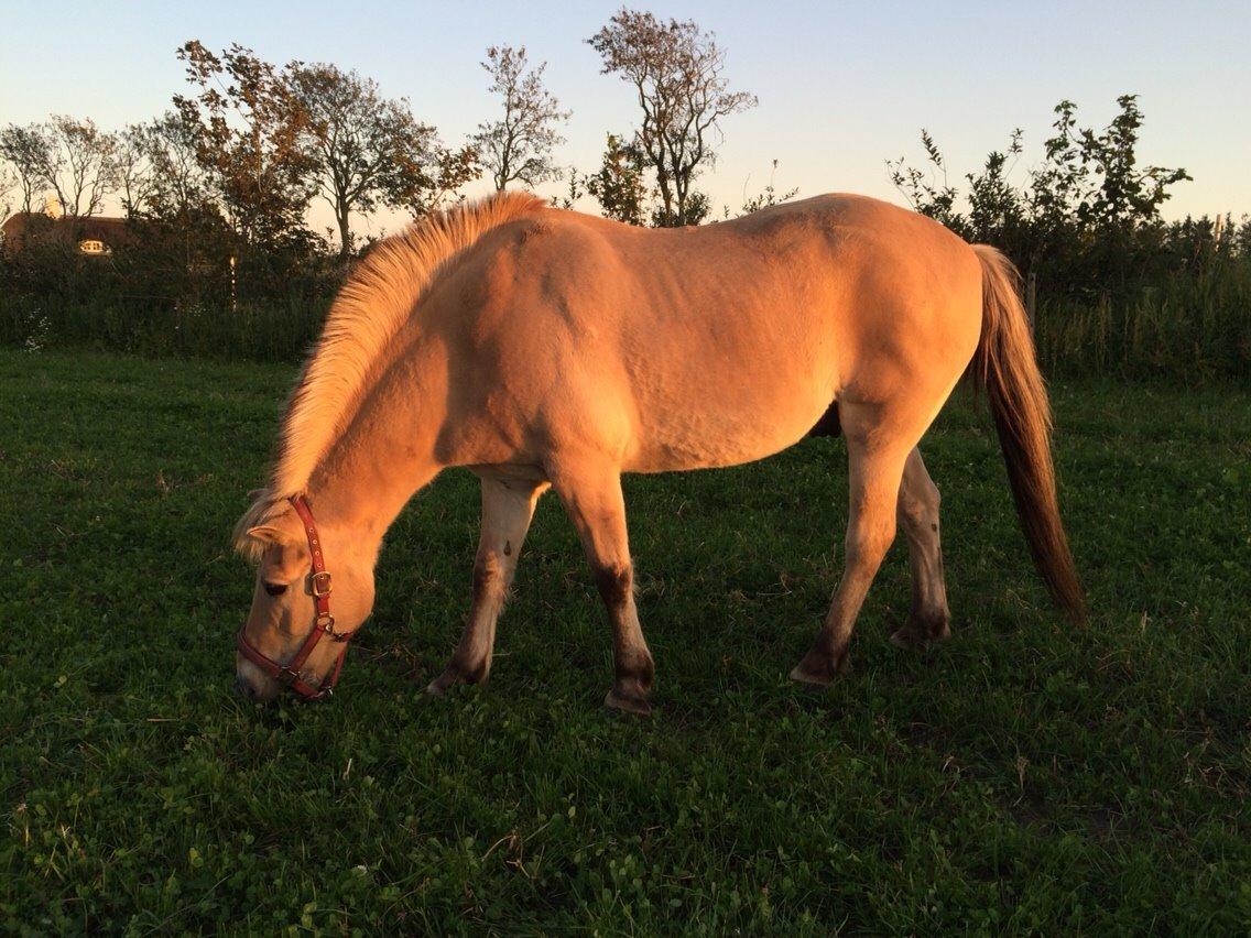 Fjordhest Knold billede 35