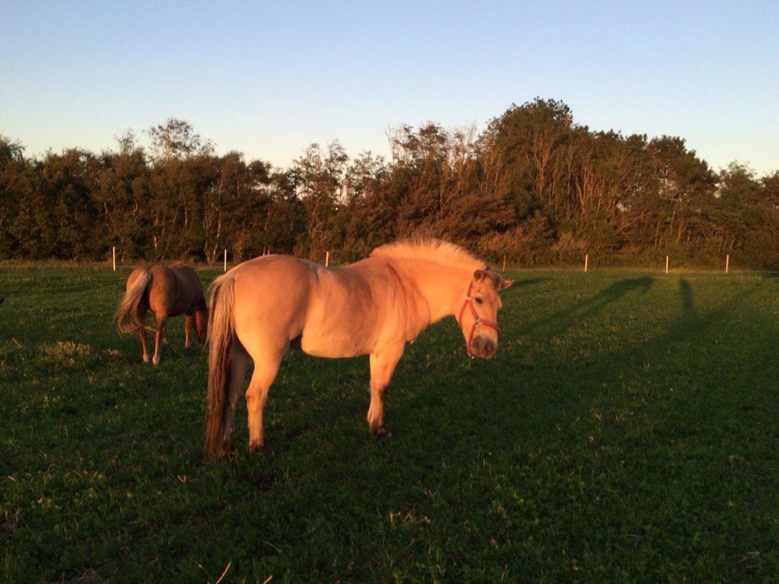 Fjordhest Knold billede 36