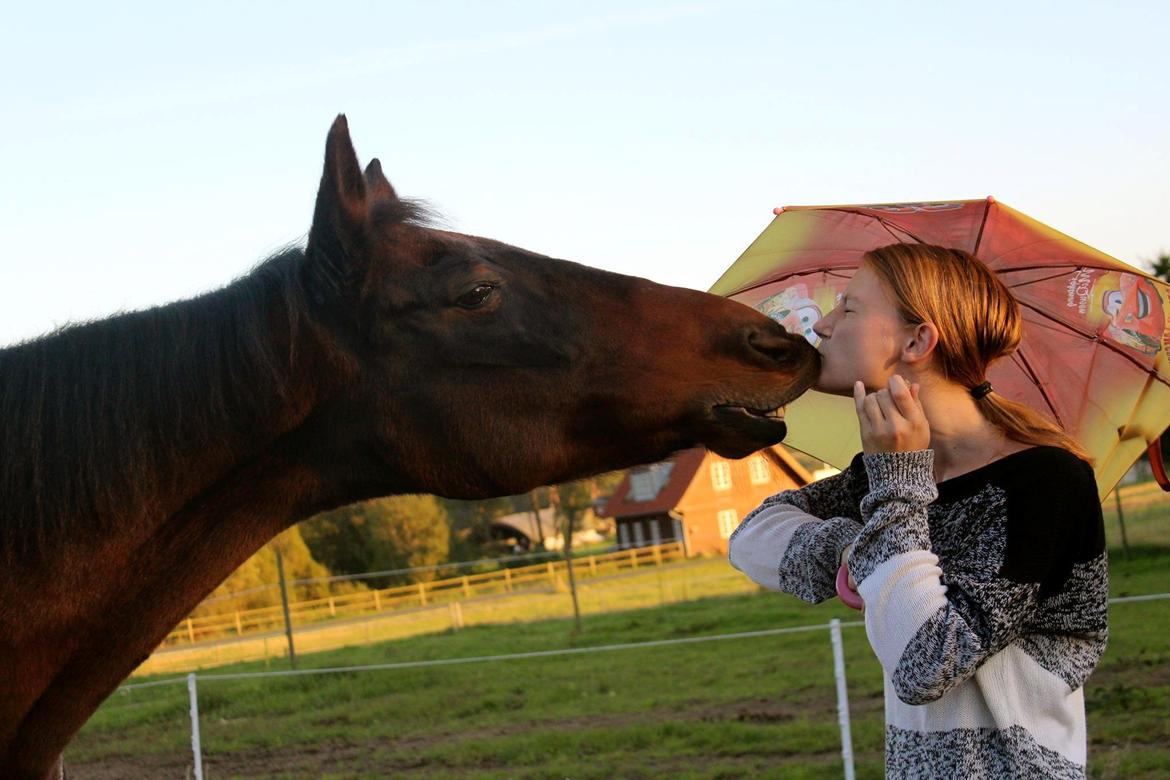 Dansk Varmblod Sabine Esperanza billede 1