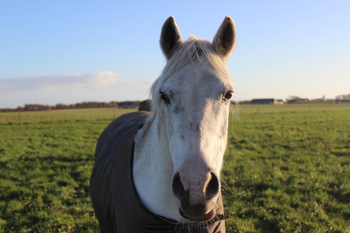 Anden særlig race Meritza - PriNSeSseN<3 - Tak for alt, den skønneste pony! billede 19